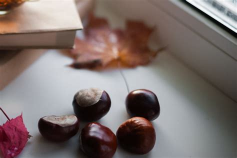 Ilustrácia rôznych druhov gaštanov