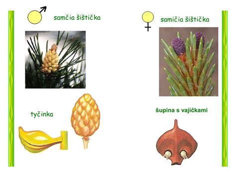 Samčie a samičie šištice ihličnatých stromov