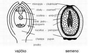 Stavba semena a plodu