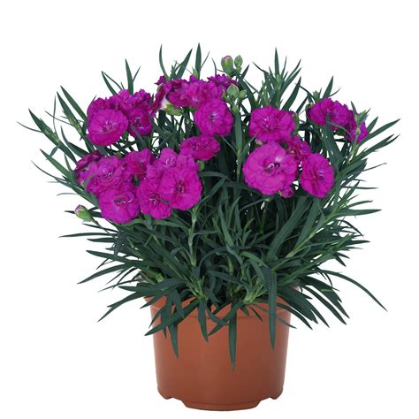 Rôzne druhy klinčekov Dianthus