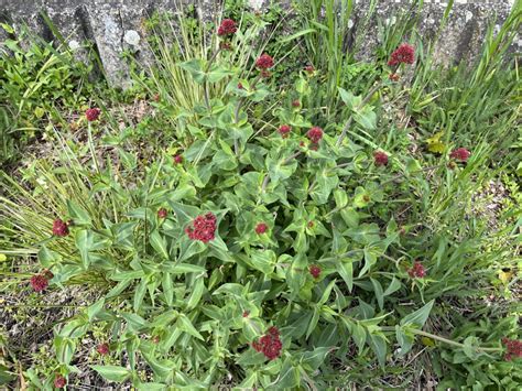Centrant červený rastúci v skalnatej oblasti
