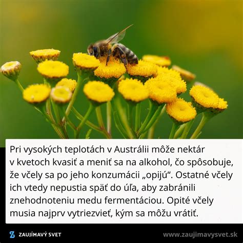 Motýle a včely na kvetoch centrantu červeného