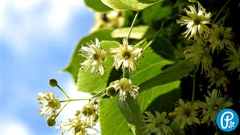 Lipa ako symbol Slovanov