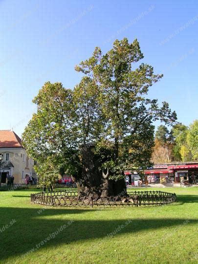 Lipa kráľa Mateja v Bojnici