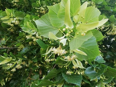 Aplikácia obkladu z lipového kvetu na pokožku