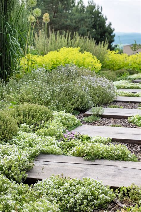 rastliny pri chodníku