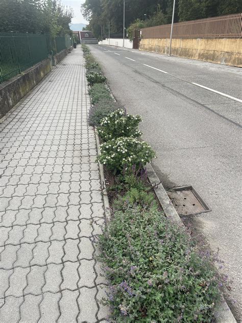 kombinácia trvaliek pri chodníku