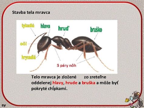 Oplodnená kráľovná mravca odstraňuje krídla