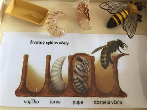 Vývojové štádiá mravca: vajíčko, larva, kukla