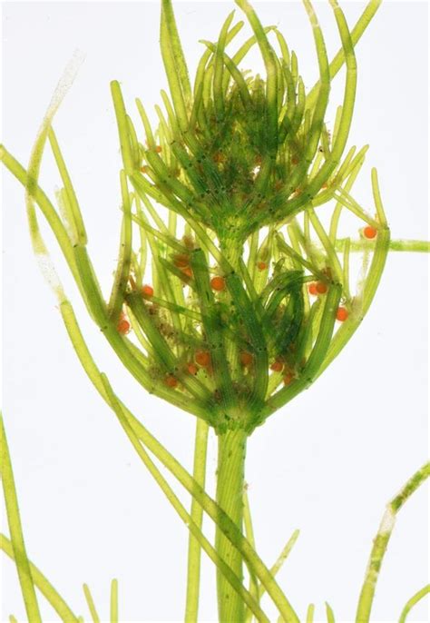 Detailná štruktúra stielky Chara vulgaris