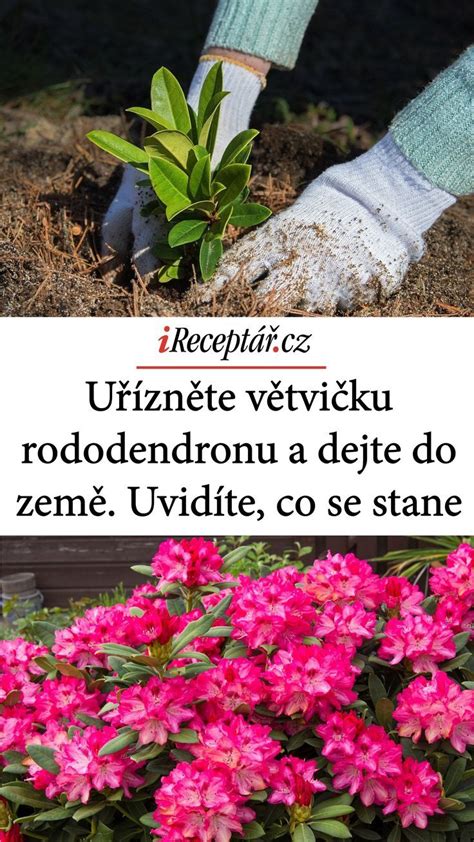 Ilustrácia: Postup výsadby rododendronu do jamy
