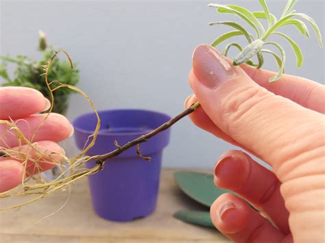 Rozmnožovanie orchidey z odrezku stonky