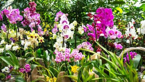 Orchidey pestované v in vitro kultúrach