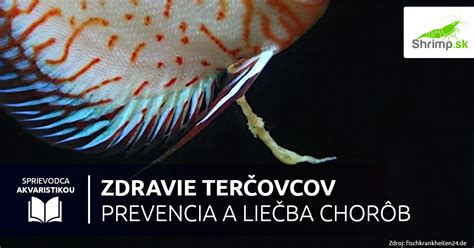 Prevencia a liečba najčastejších chorôb a škodcov ríbezlí