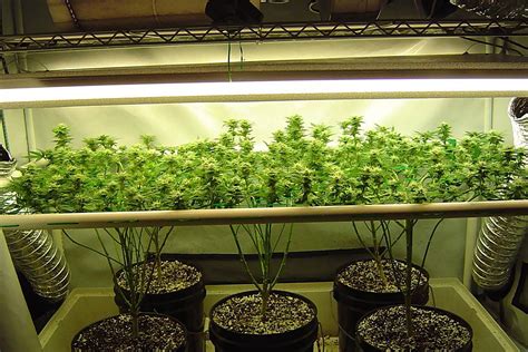SCROG technika pestovania marihuany