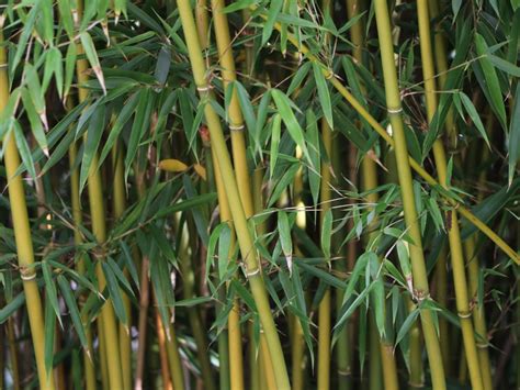 Rôzne druhy bambusu