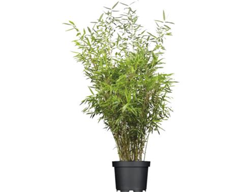 Bambus pestovaný v kvetináči na terase