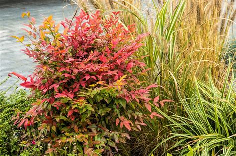 Kvitnúci nebeský bambus