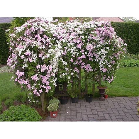 Plamienok (Clematis) ako kvetinový záves
