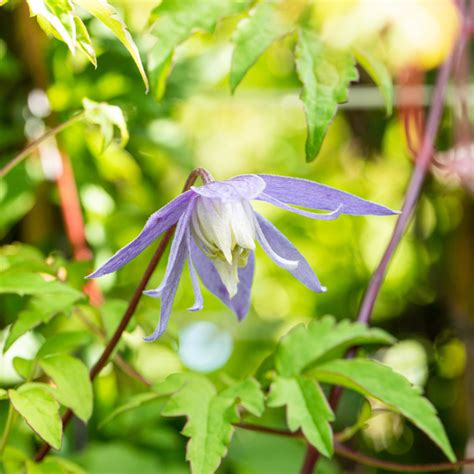 Clematis alpina v plnom kvete