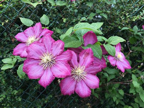 Plamienok vlašský (Clematis viticella) v plnom kvete