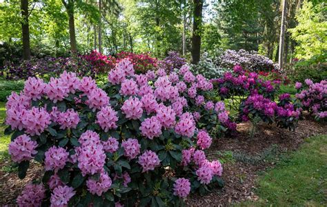 Rododendron s hnedými listami