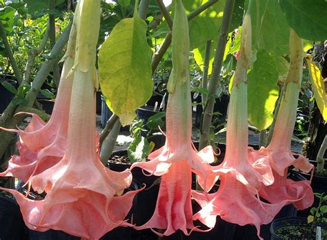 Brugmansia - Anjelská trúba s kvetmi