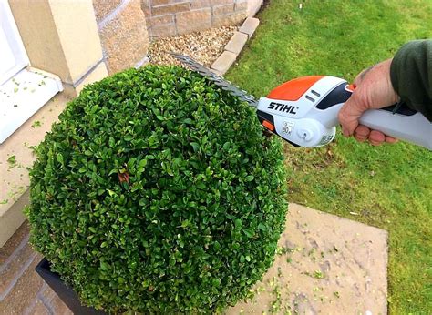 tvarovanie buxusu do gule