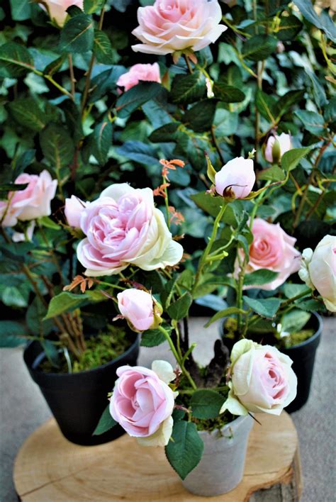 Pestovanie ruží v kvetináči