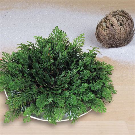 Pravá Ruža z Jericha