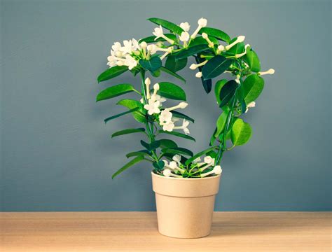 Stephanotis floribunda s bielymi kvetmi