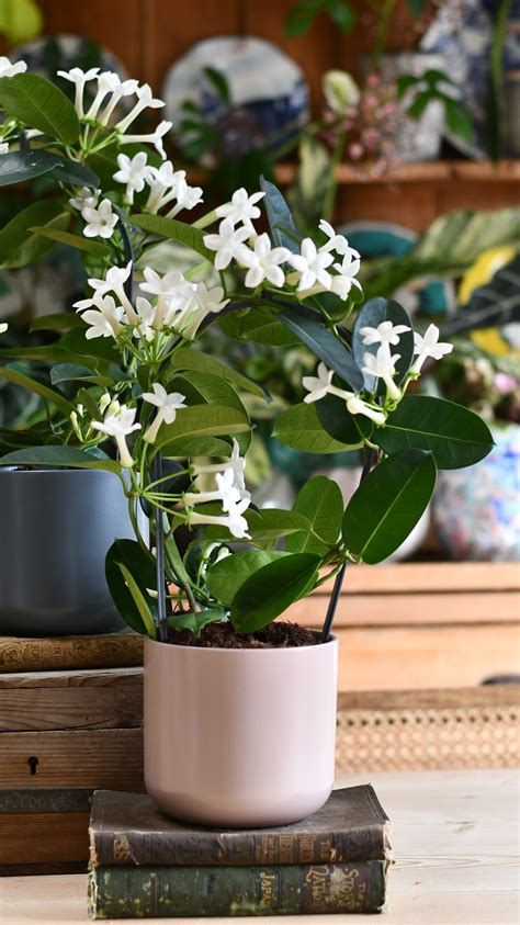Plody Stephanotis floribunda