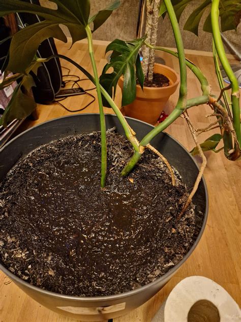 Schéma rastu vzdušných koreňov Monstera a ich obmotávanie
