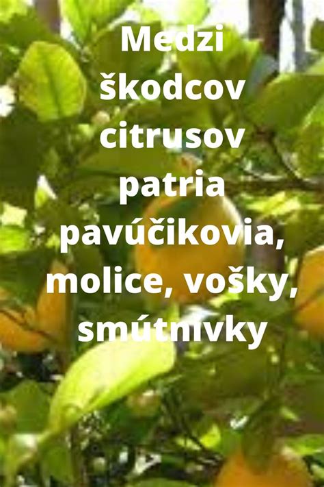 Škodcovia citrusov