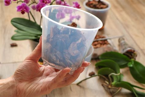Teplotné zóny pre pestovanie orchideí