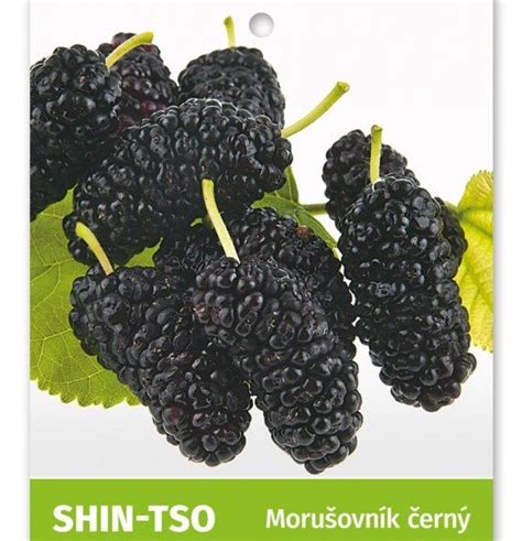 Plody moruše čiernej a bielej