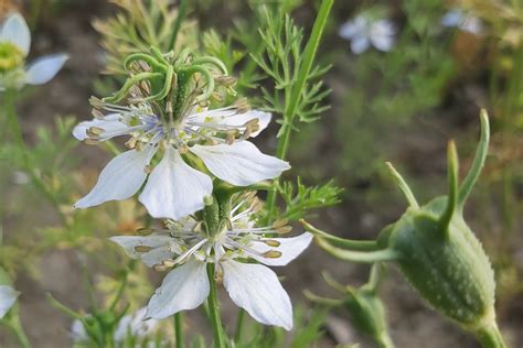 Ilustrácia rastliny Černuška siata s kvetmi a plodmi