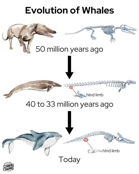 Evolúcia veľrýb