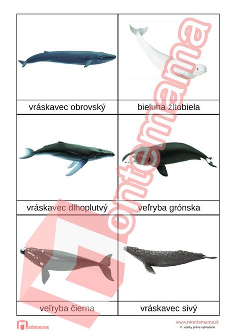 Anatómia veľryby