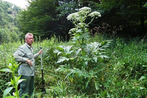 Boľševník obrovský - nebezpečná rastlina