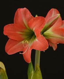 Rozdiel medzi Amaryllis belladonna a Hippeastrum