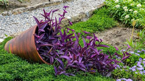 Ideálne podmienky pre pestovanie Tradescantia Pallida