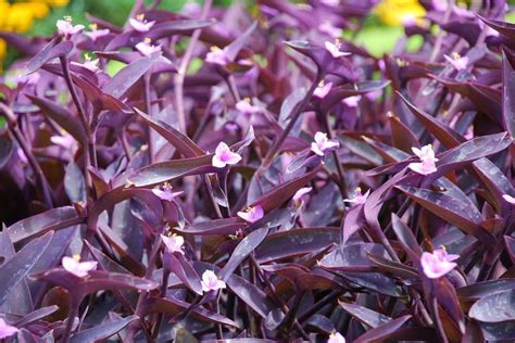 Schéma množenia Tradescantia Pallida odrezkami