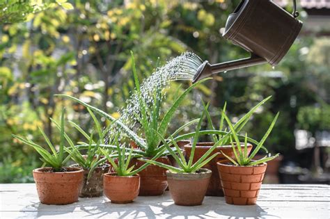 Zalievanie Aloe Vera