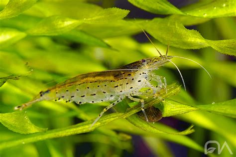 Caridina japonica s typickými bodkami a pásom