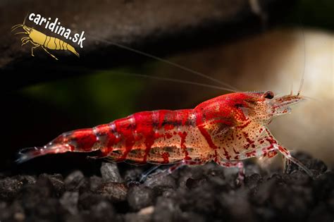 Prehľad podmienok pre chov kreviet Caridina japonica