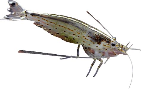 Caridina japonica požierajúca riasy na kameni