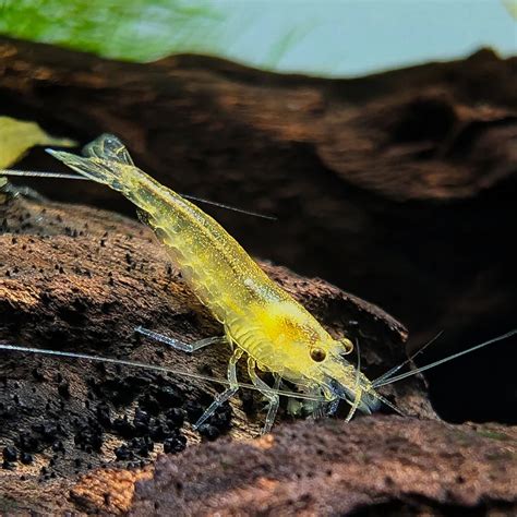 Rozdiel medzi samcom a samicou Caridina japonica
