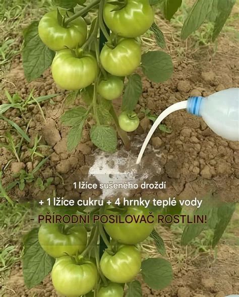 Príprava domáceho hnojiva pre paradajky