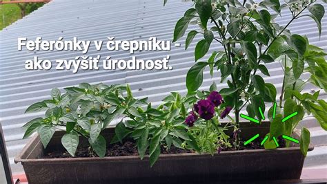 Pestovanie Macy v črepníku